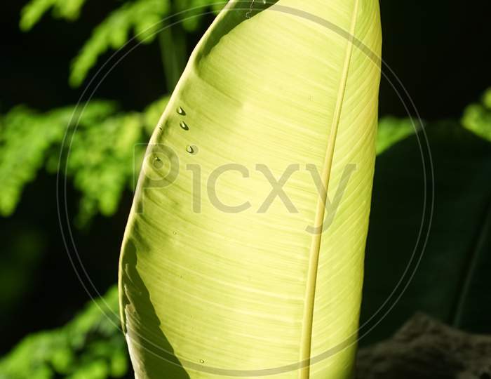 Green Leaf Of Plantain Tree In Kerala.