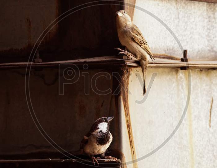 Sparrow, bird photography
