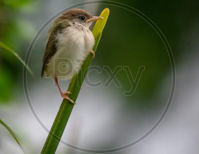 Common Tailorbird On Leaf