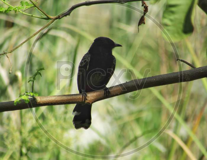 Bird is sitting on a branch of a tree