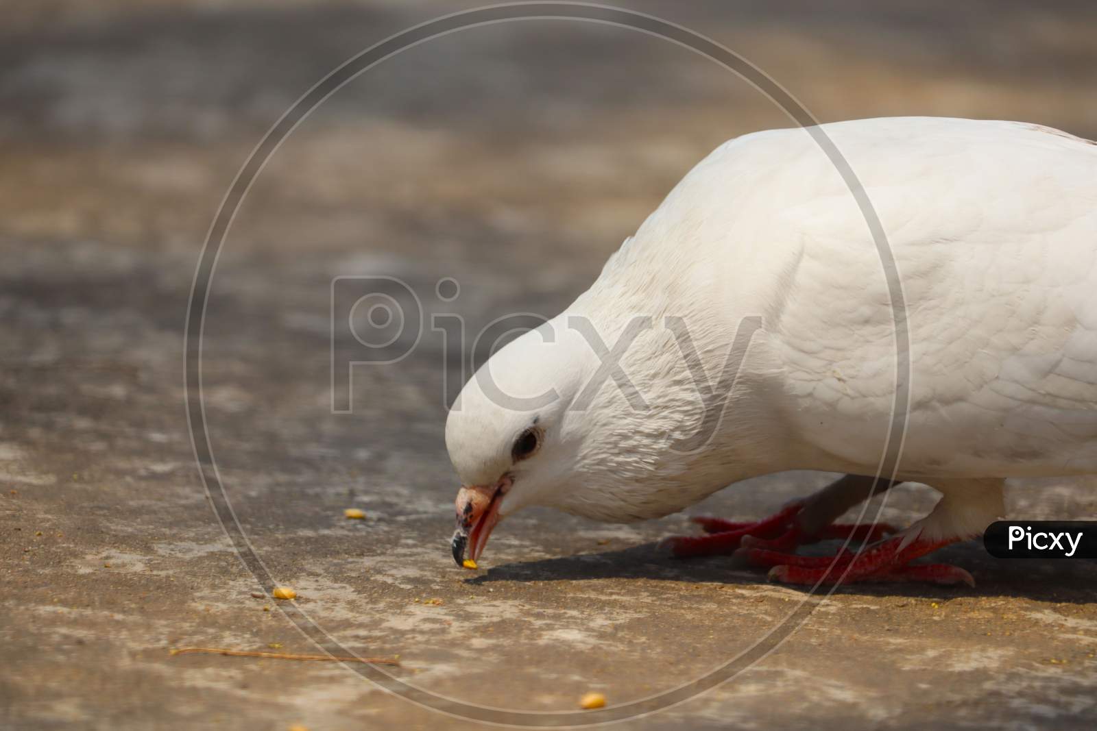 Pigeon eating grains