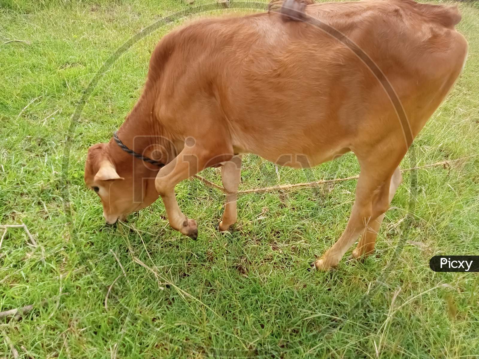 The calf eats grass