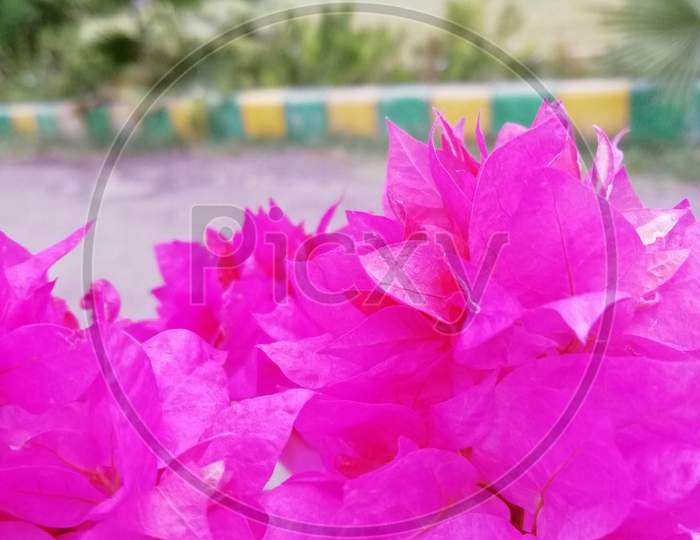 Pink flower , green plants