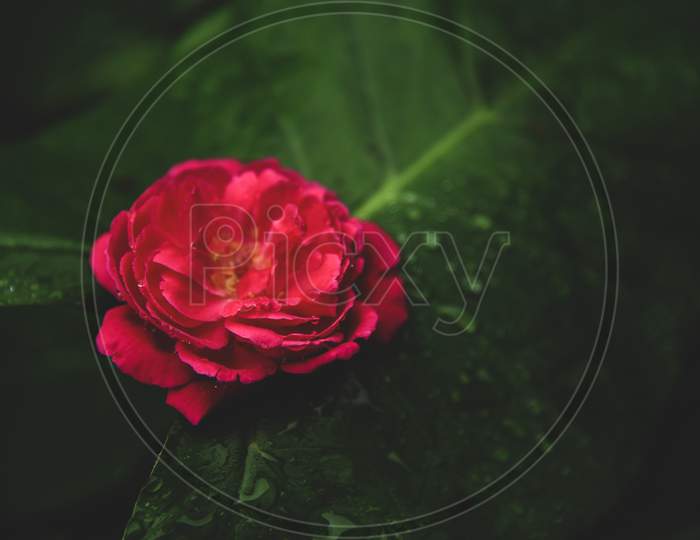Beautiful Red Rose In Green Leaf Romantic Background .