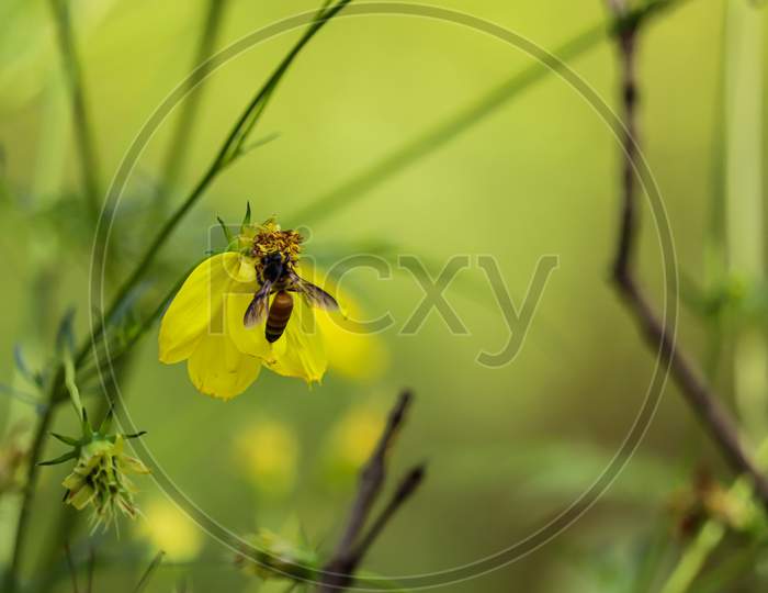 Honey bee, macro photography