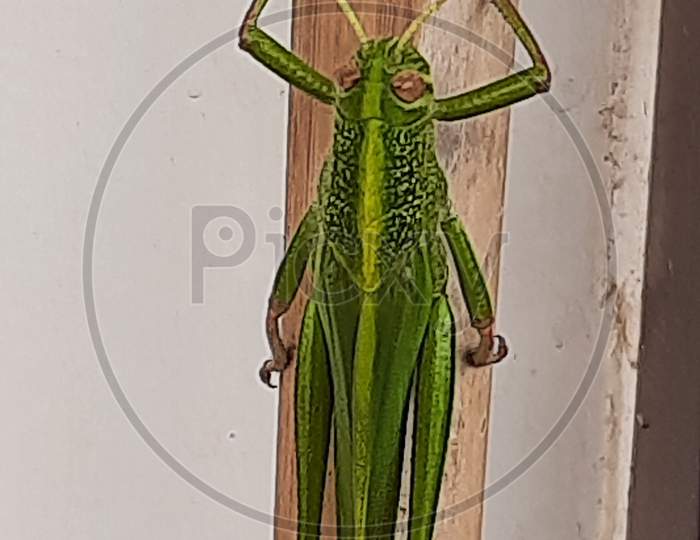 Grasshopper on sitying on stick