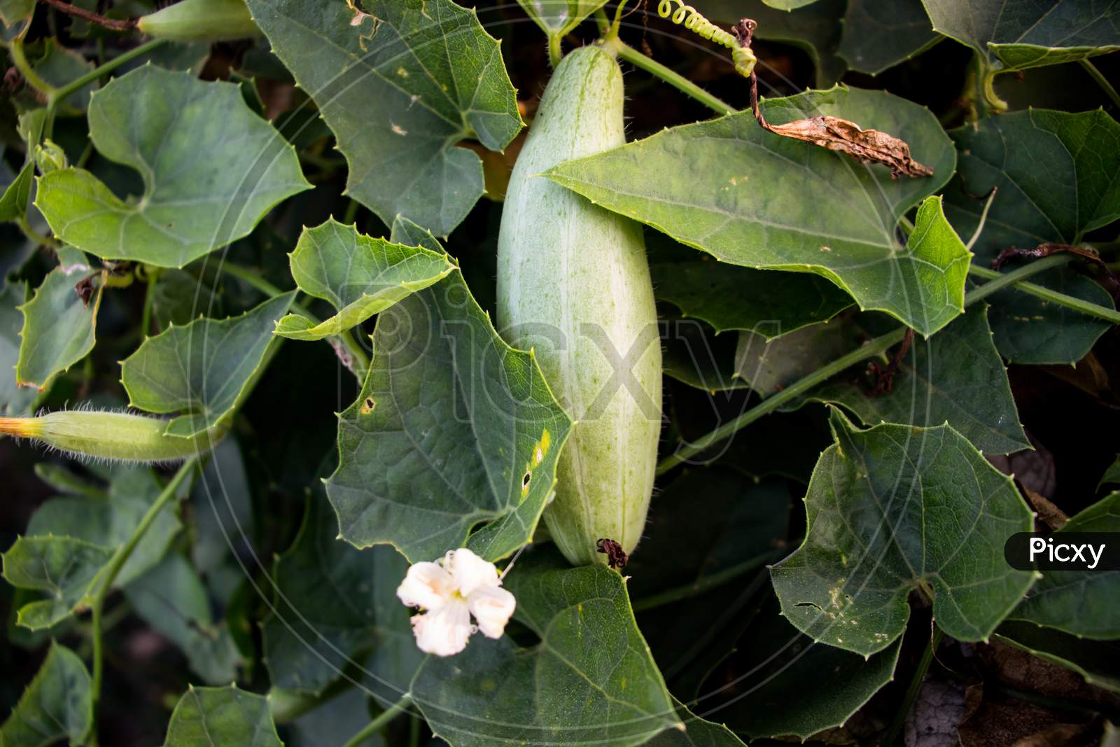 Pointed Gourd Vegetable And Flower Cultivation In The Village
