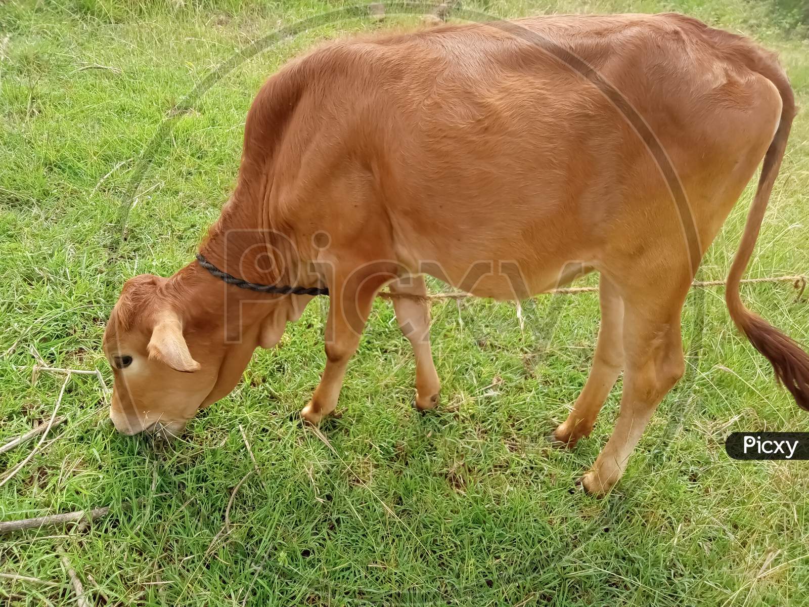 The cow eats grass