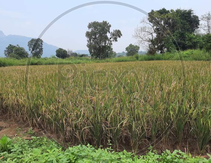 Rice crop in the village farm