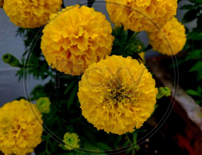 Beautiful Yellow Marigold Flower, Tagetes Is A Genus Of Annual Or Perennial, Mostly Herbaceous Plants In The Sunflower Family.