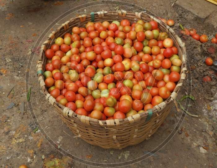 Tomatoes In A Basket