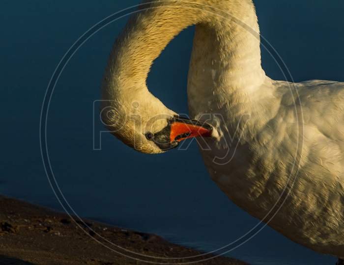 White Swan Washing Up At Sunrise Time