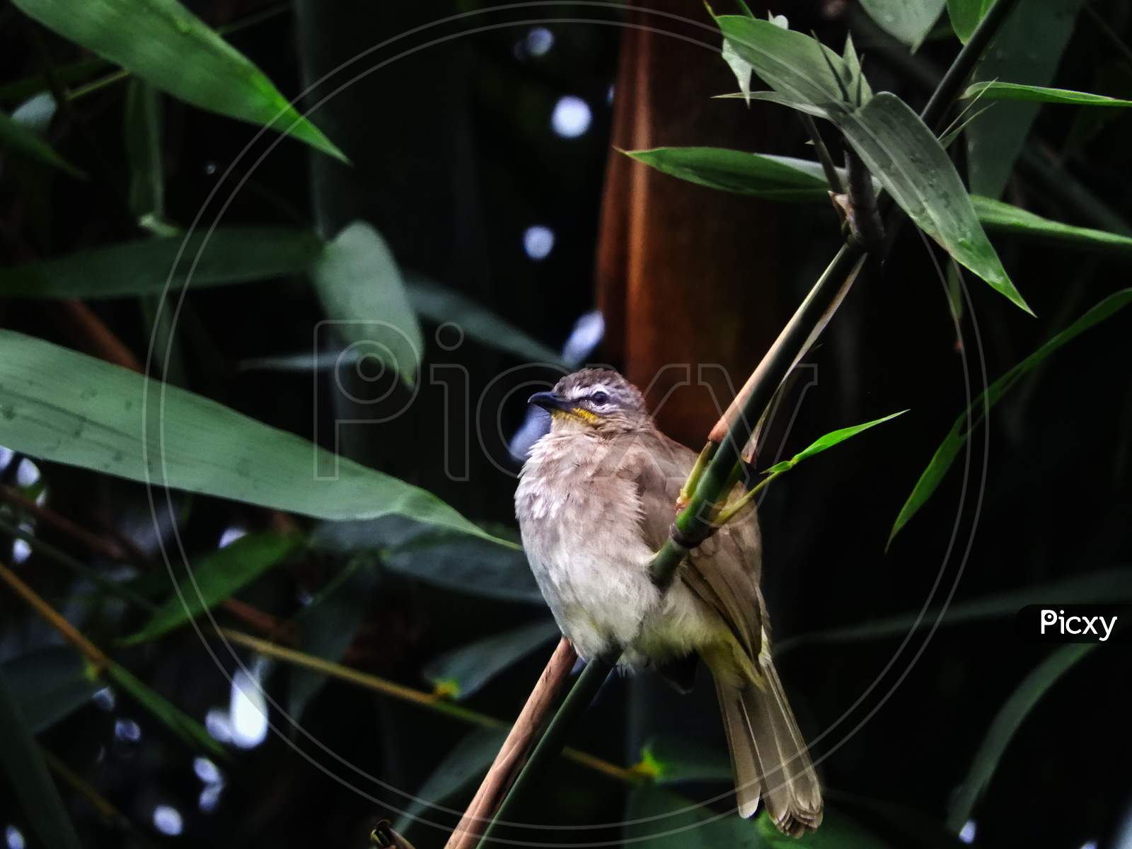 Wildlife,white-browed-bulbul sitting on bamboo branch