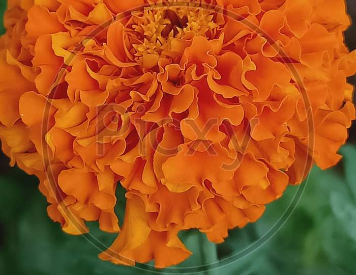 Orange flower macro image , marigold orange flower