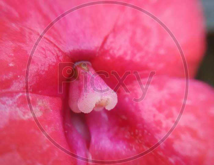 Micro photography pink flower close -up