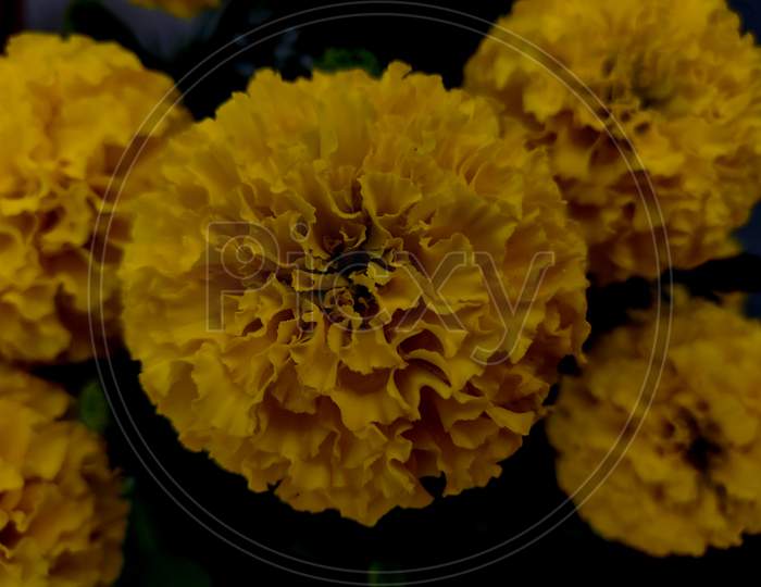 Beautiful Yellow Marigold Flower, Tagetes Is A Genus Of Annual Or Perennial, Mostly Herbaceous Plants In The Sunflower Family.