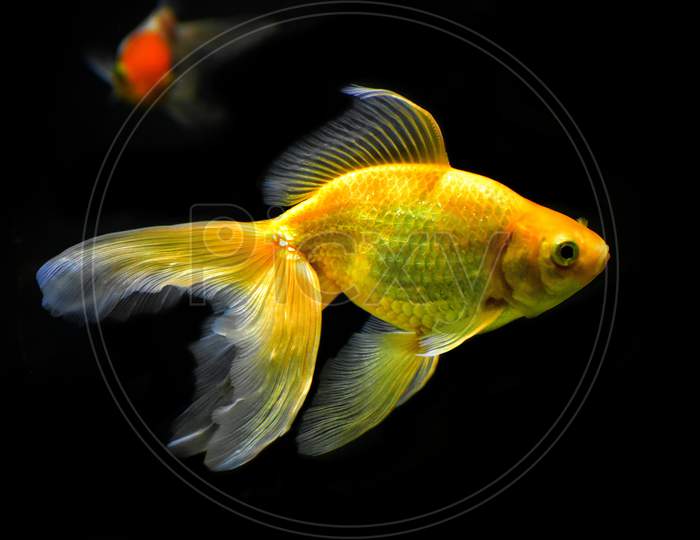 The picture of gold fish in dark background