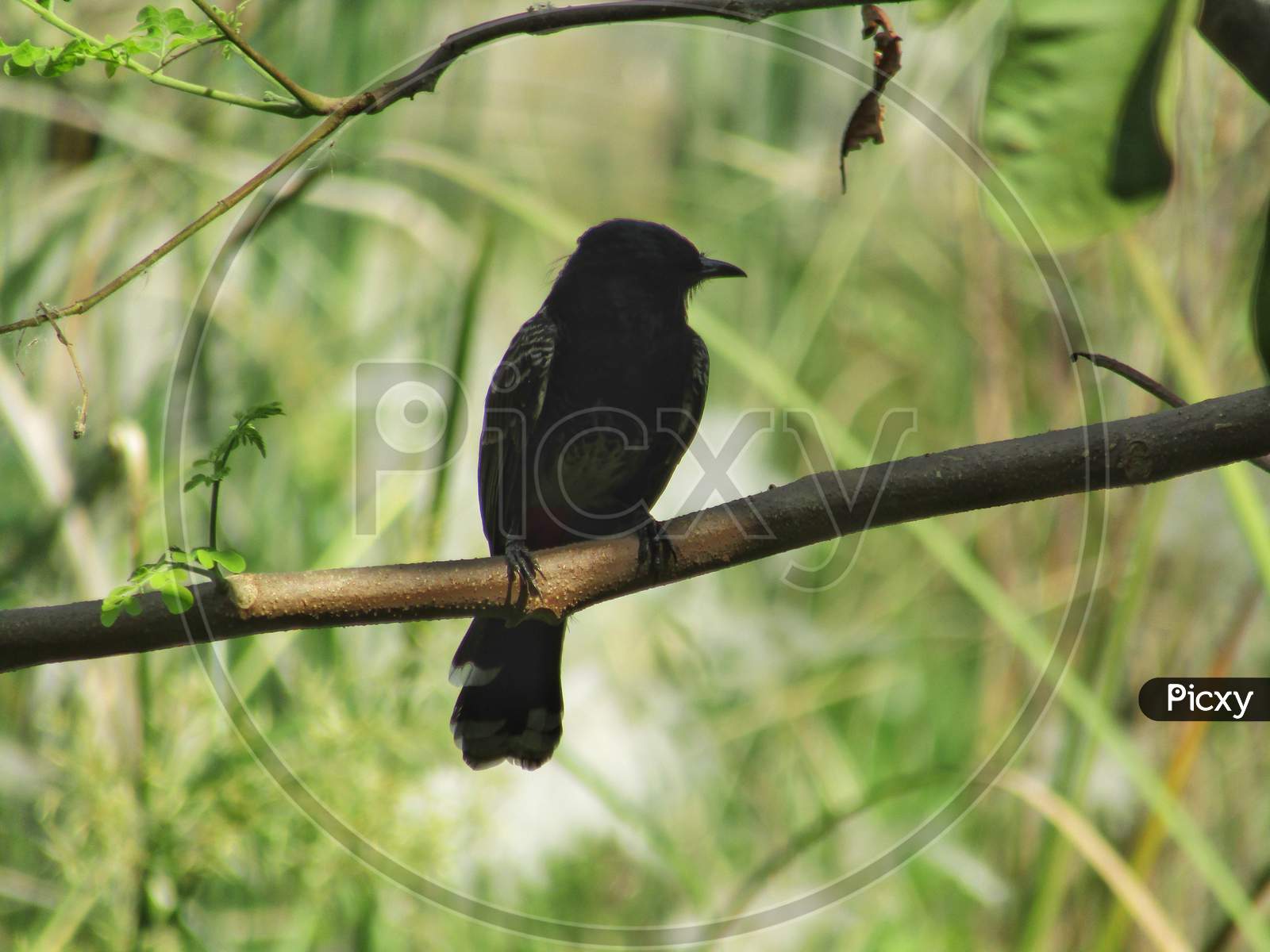 Bird is sitting on a branch of a tree