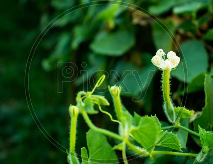 Flower Of Pointed Gourd Or Trichosanthes Dioica