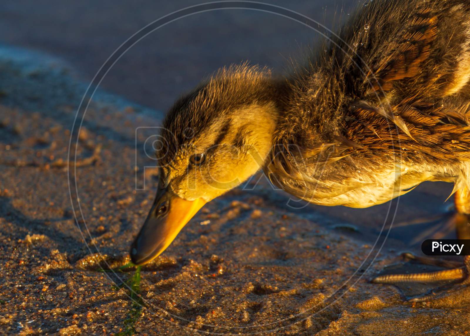 Duckling Alone In Water Eating
