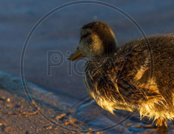 Duckling Alone In Water Eating