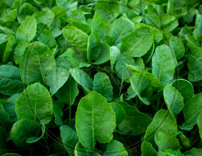 Spinach Is A Leafy Green Flowering Plant Native To Central Asia