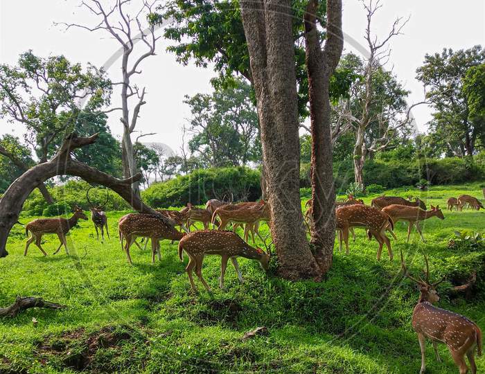 Herd of deer, wildlife photography