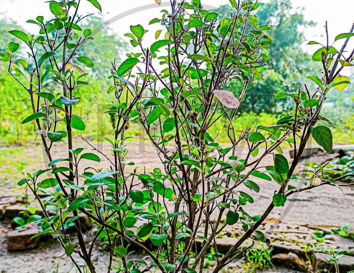 Basil plant. Tulasi plant