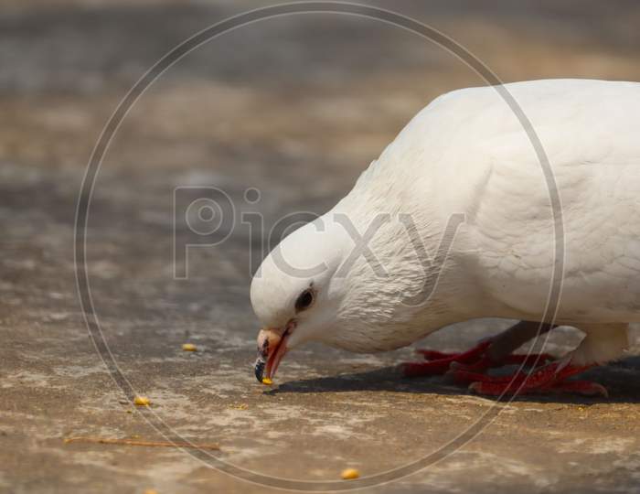 Pigeon eating grains
