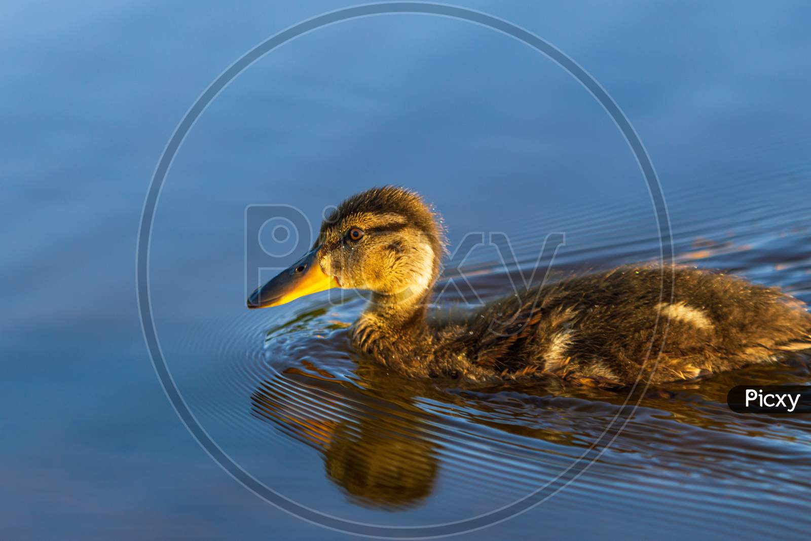 Duckling Alone In Water Swimming