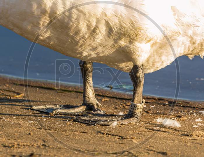 White Swan Water Bird Legs