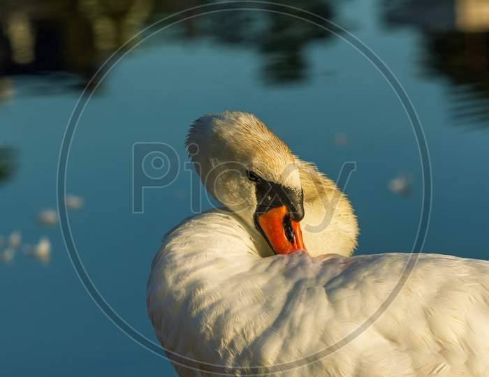 White Swan Washing Up At Sunrise Time