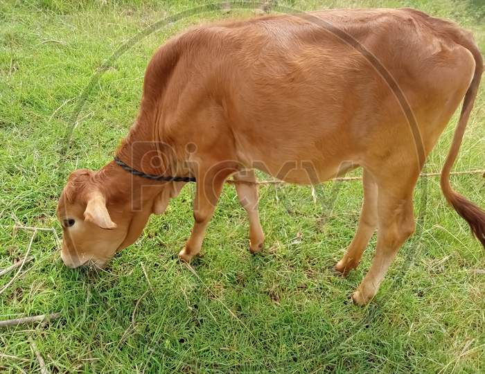 The cow eats grass