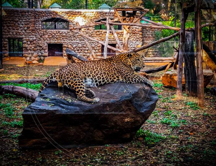Cheeta, wildlife photography
