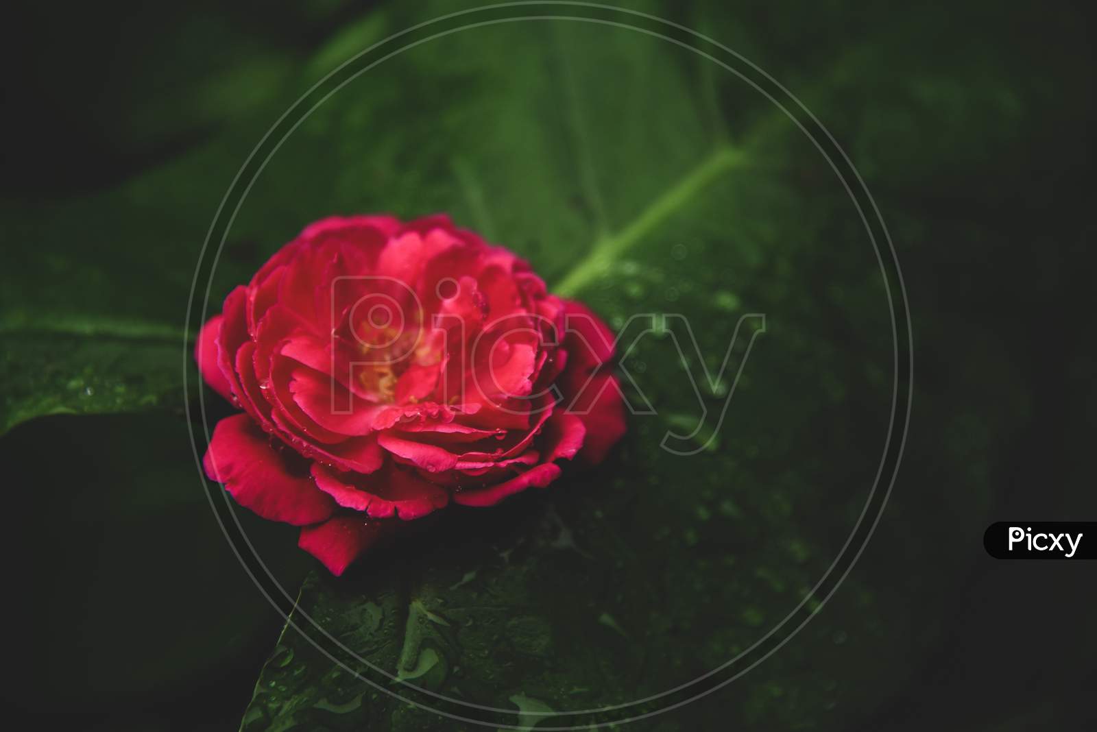 Beautiful Red Rose In Green Leaf Romantic Background .