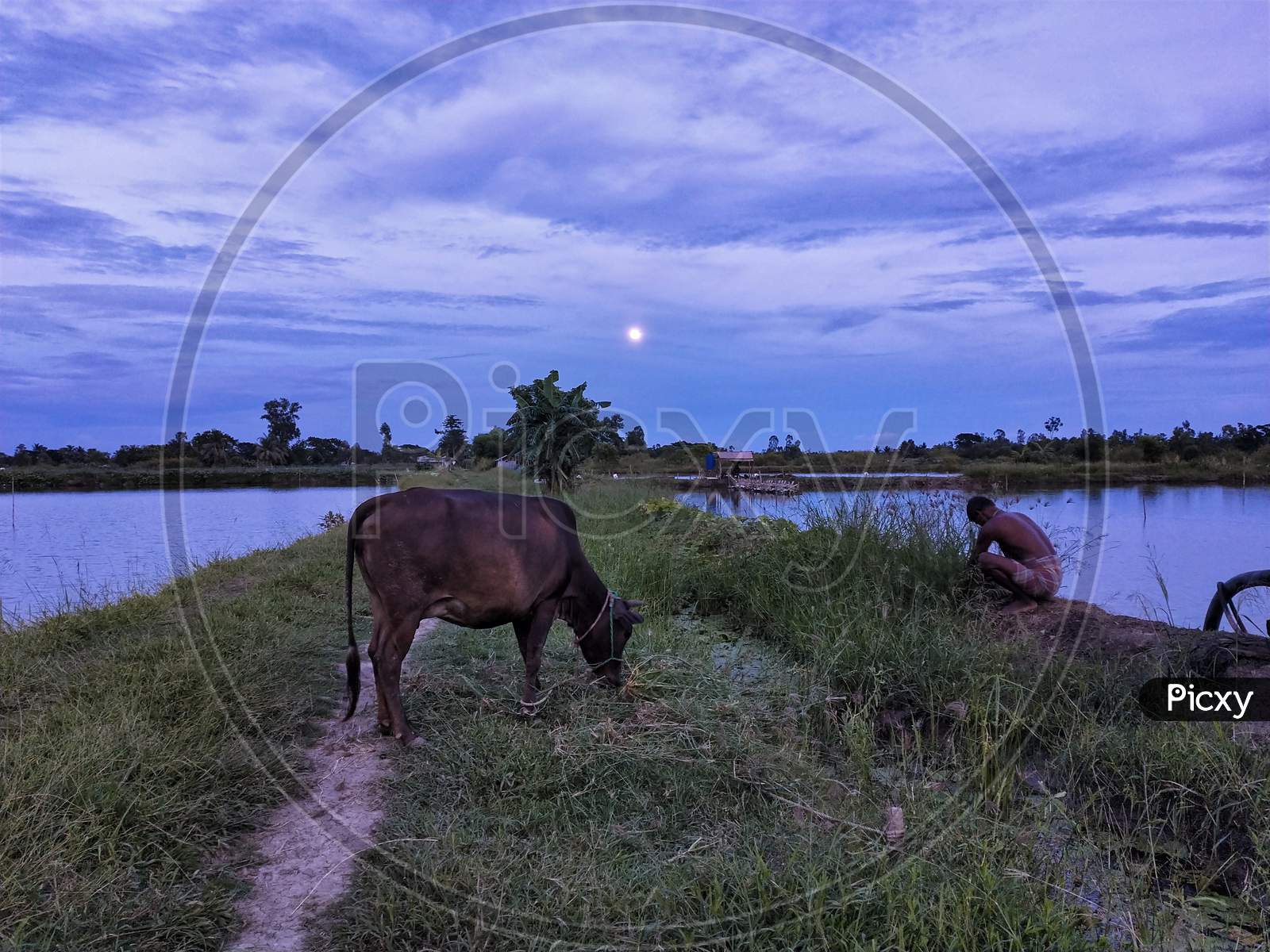 full moon evening in west bengal, cow eating grass, a farmer is cutting grass