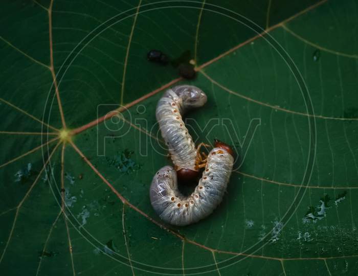 Image Of Isolated Scarab Worms On A Green Leaf.