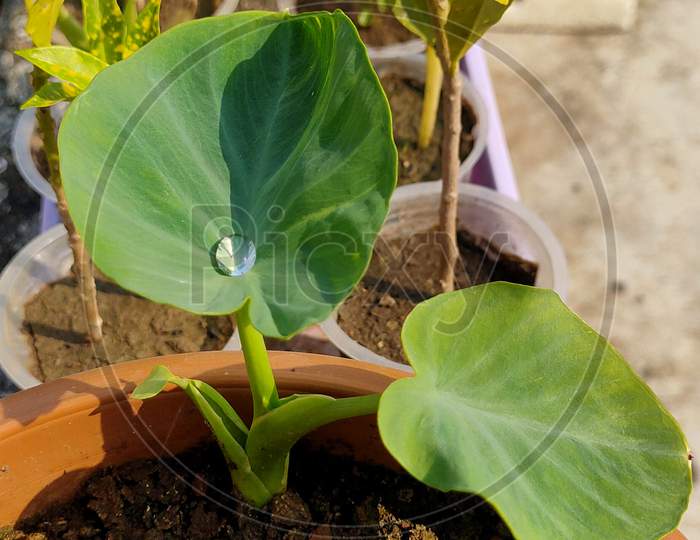 Taro Plant Leaves with water drop
