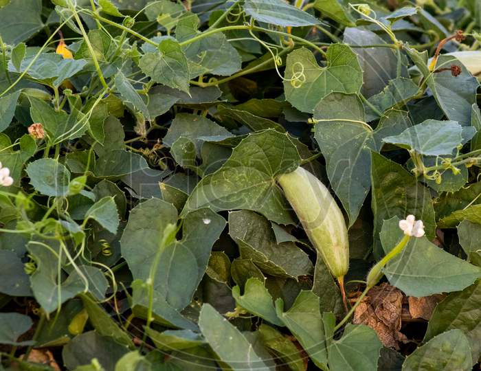 Pointed Gourd Or Trichosanthes Dioica Is A Vine Plant
