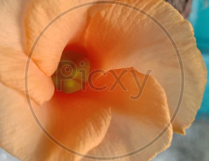 Orange flower ,macro photo, flower