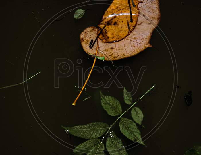 Leaf in water, nature photography
