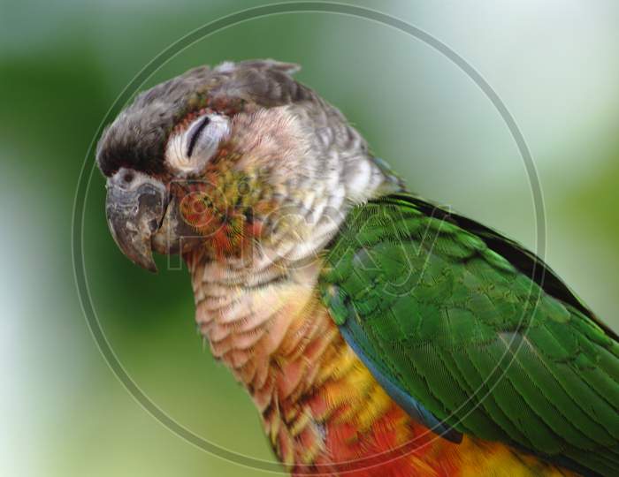 Colourful Conure Blinking