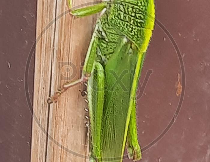 Grasshopper sitting on stick