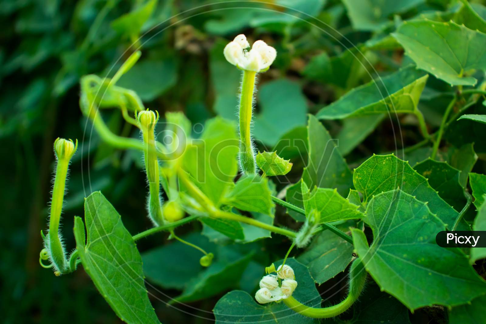 Trichosanthes Dioica Or Flower Of Pointed Gourd