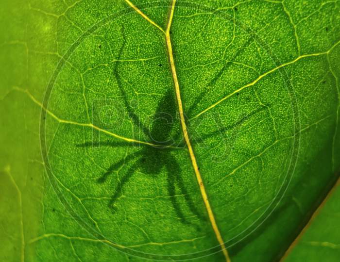 Spider in a leaf