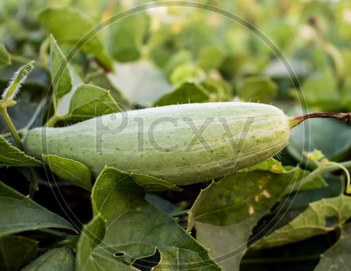 Trichosanthes Dioica Or Pointed Gourd Is A Vine Plant