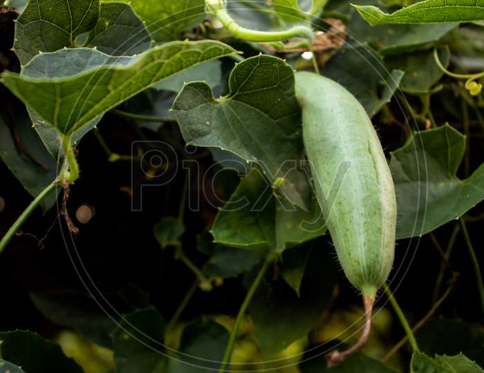Cucurbitaceae Family Also Knwon As Pointed Gourd