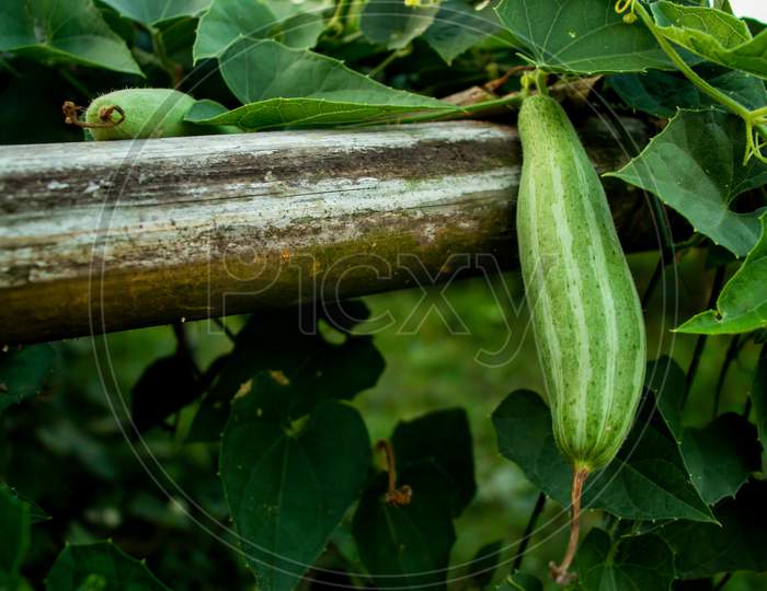 Pointed Gourd Vegetable And Flower Cultivation On The Big Field