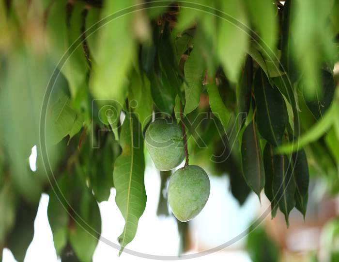 Green mangoes hanging on tree