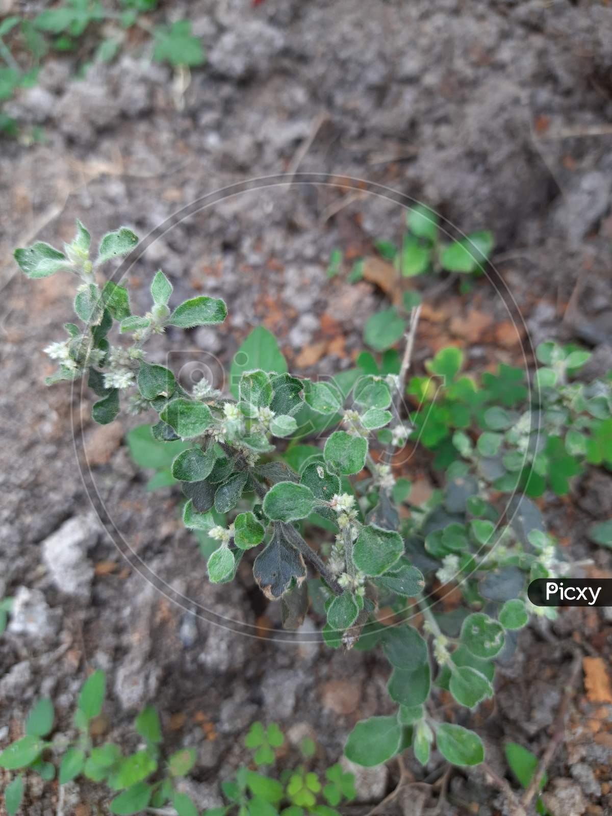 Aerva lanata (mountain knotgrass)  plant.